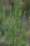 Threadleaf evening primrose